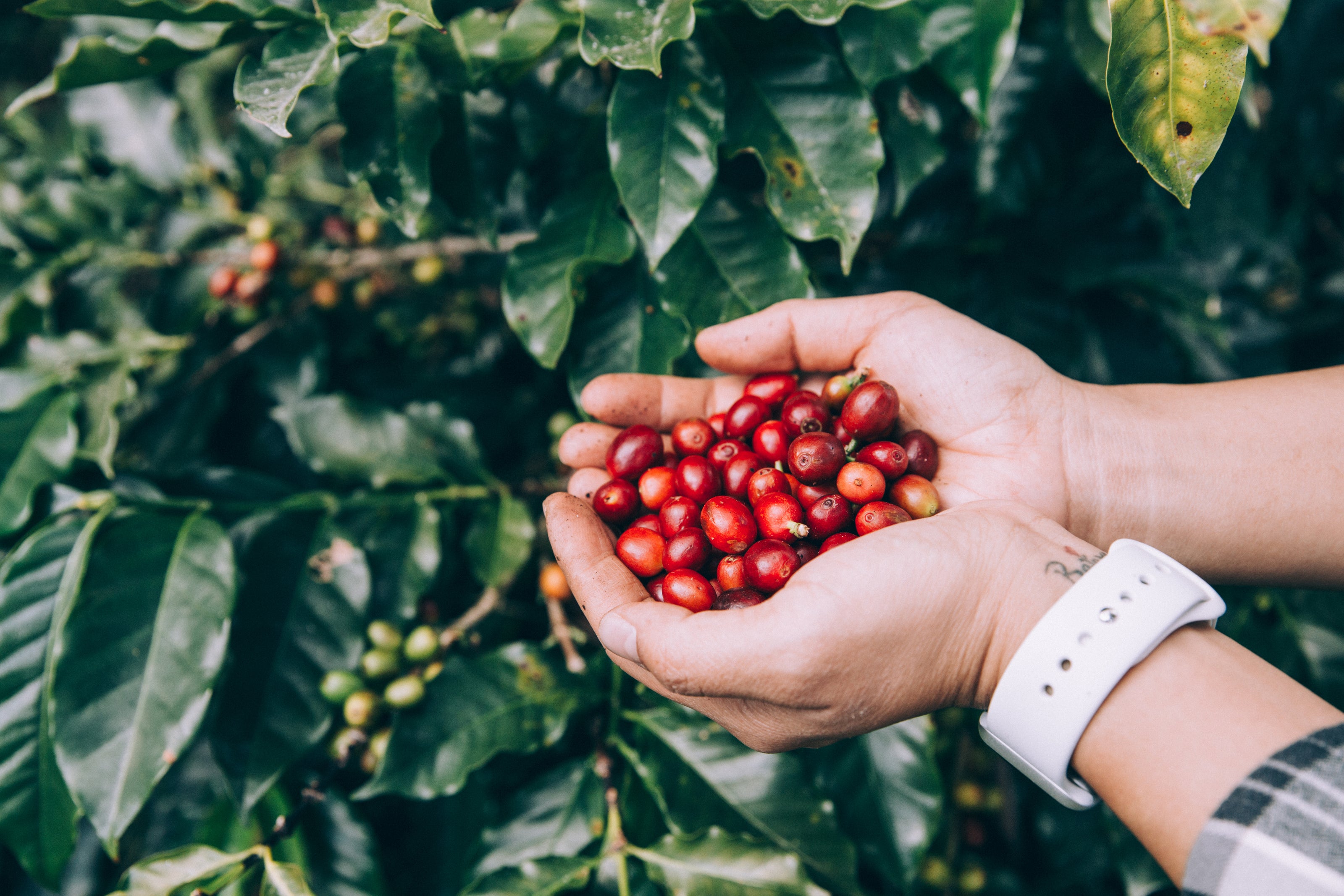 hands holding freshly picked coffee beans